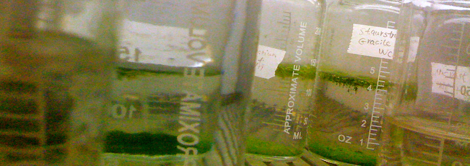 algae algae